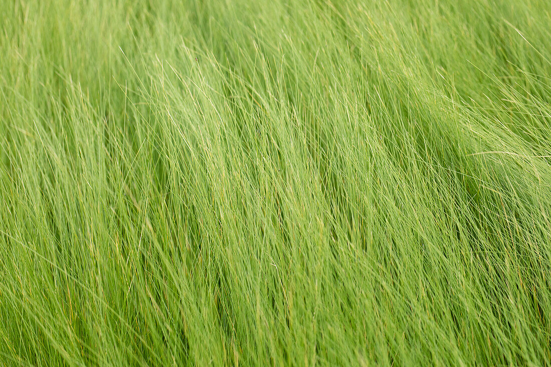 Stipa tenuifolia