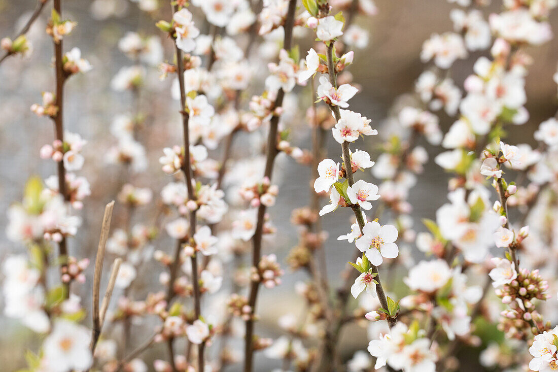 Prunus incisa