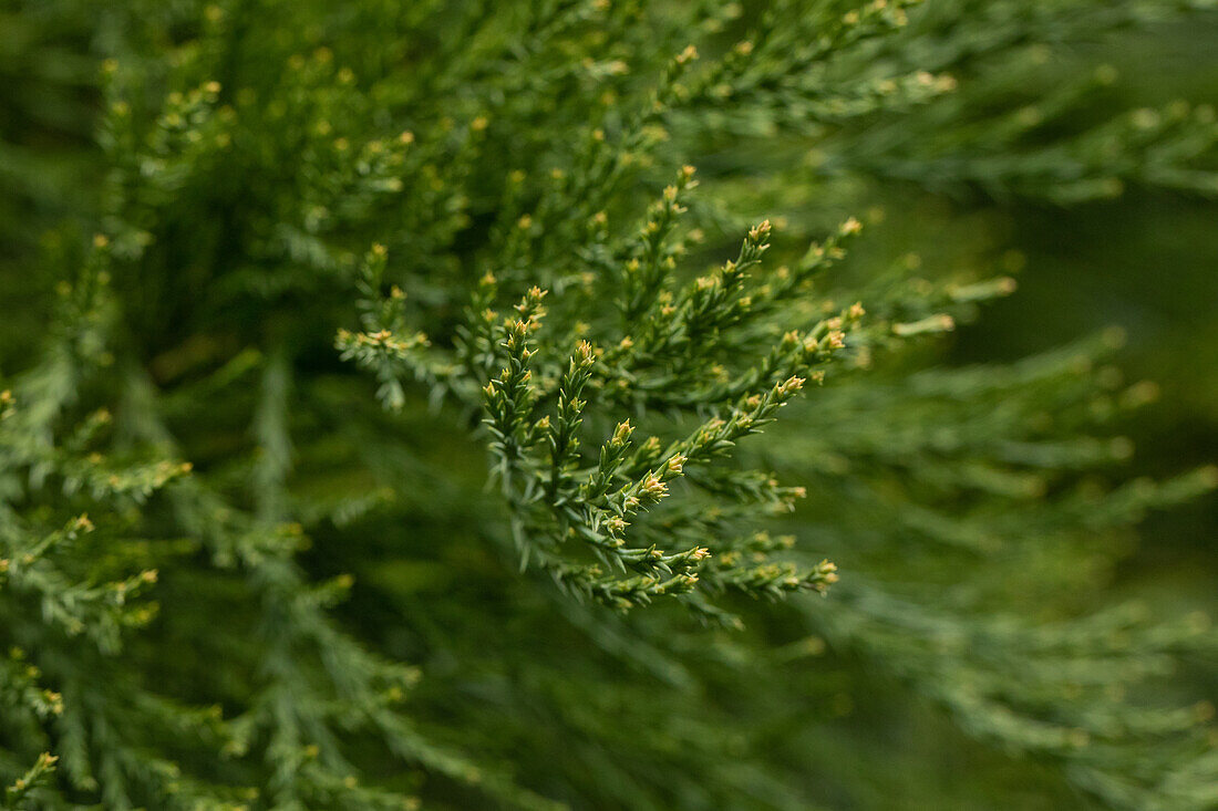 Sequoiadendron Giganteum