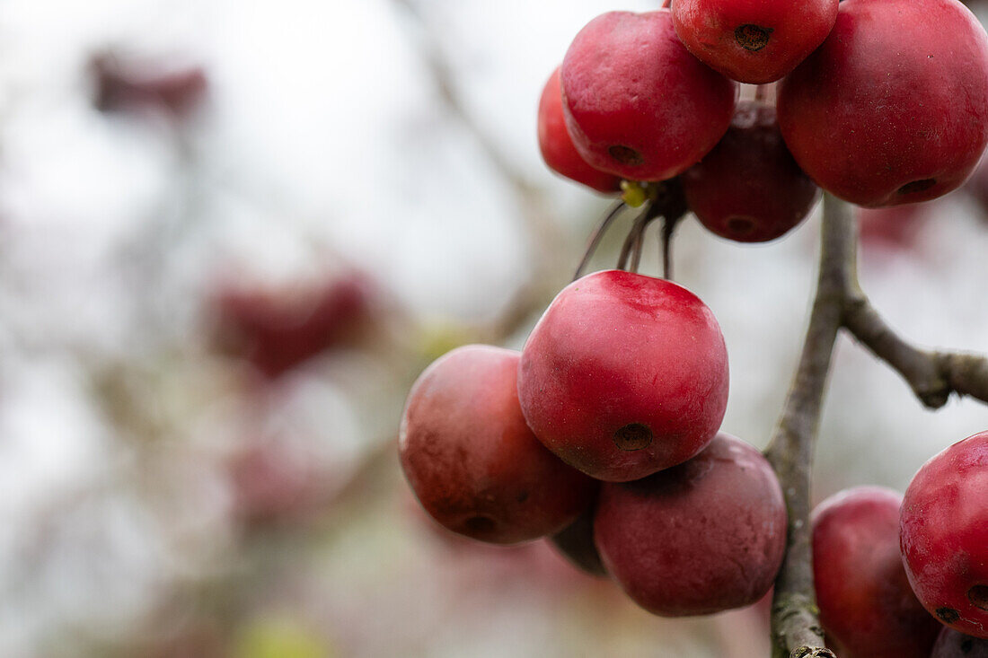 Malus x moerlandsii 'Red Sentinel'