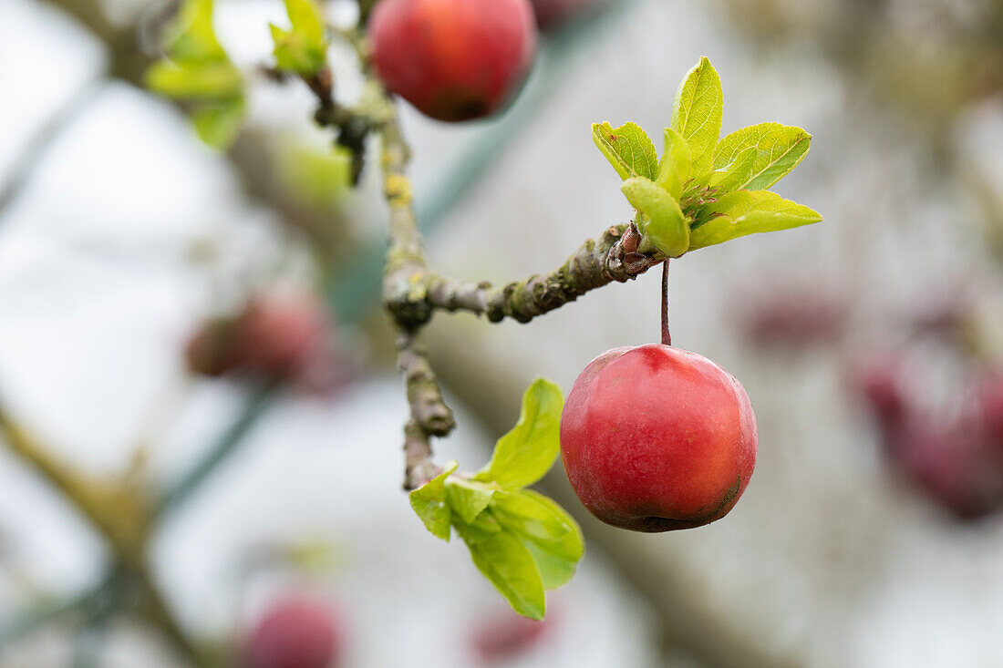 Malus x moerlandsii 'Red Sentinel'