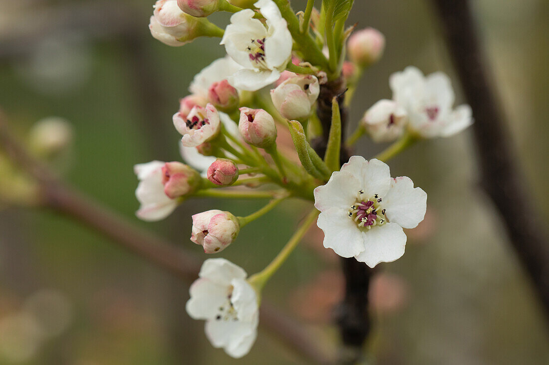 Pyrus calleryana 'Chanticleer'