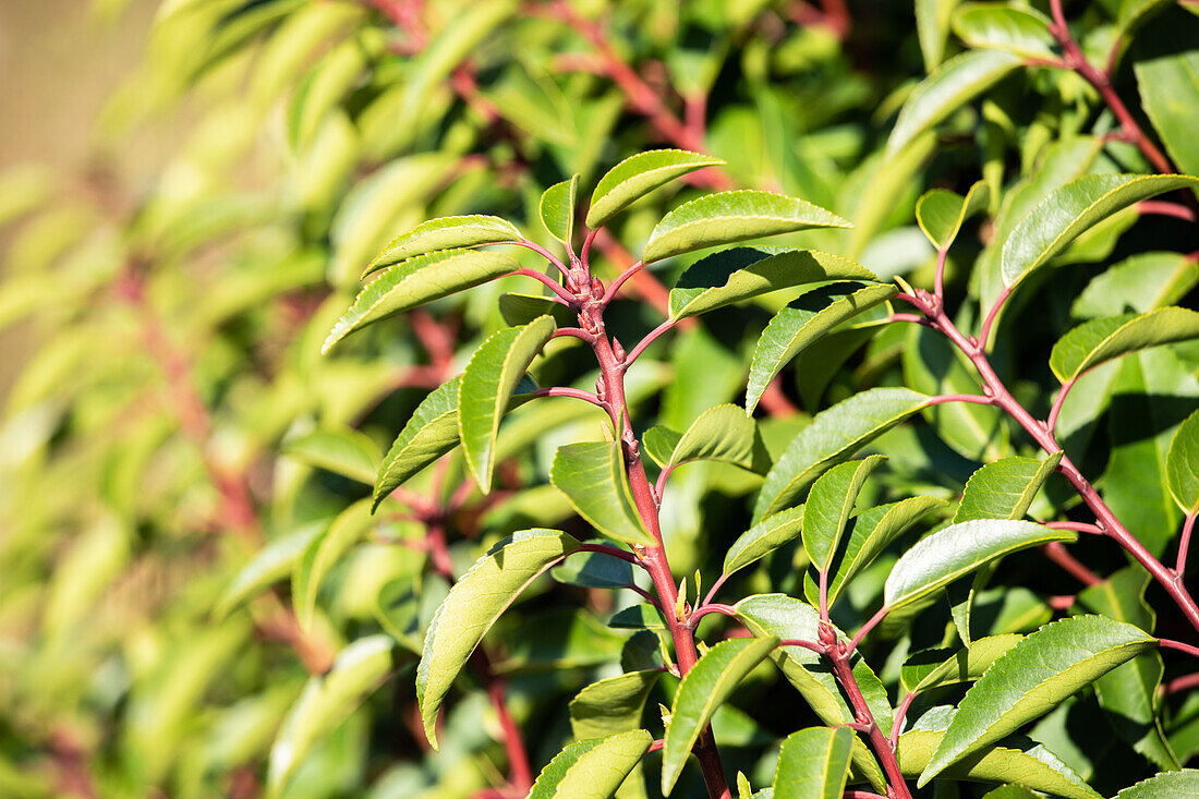 Prunus lusitanica 