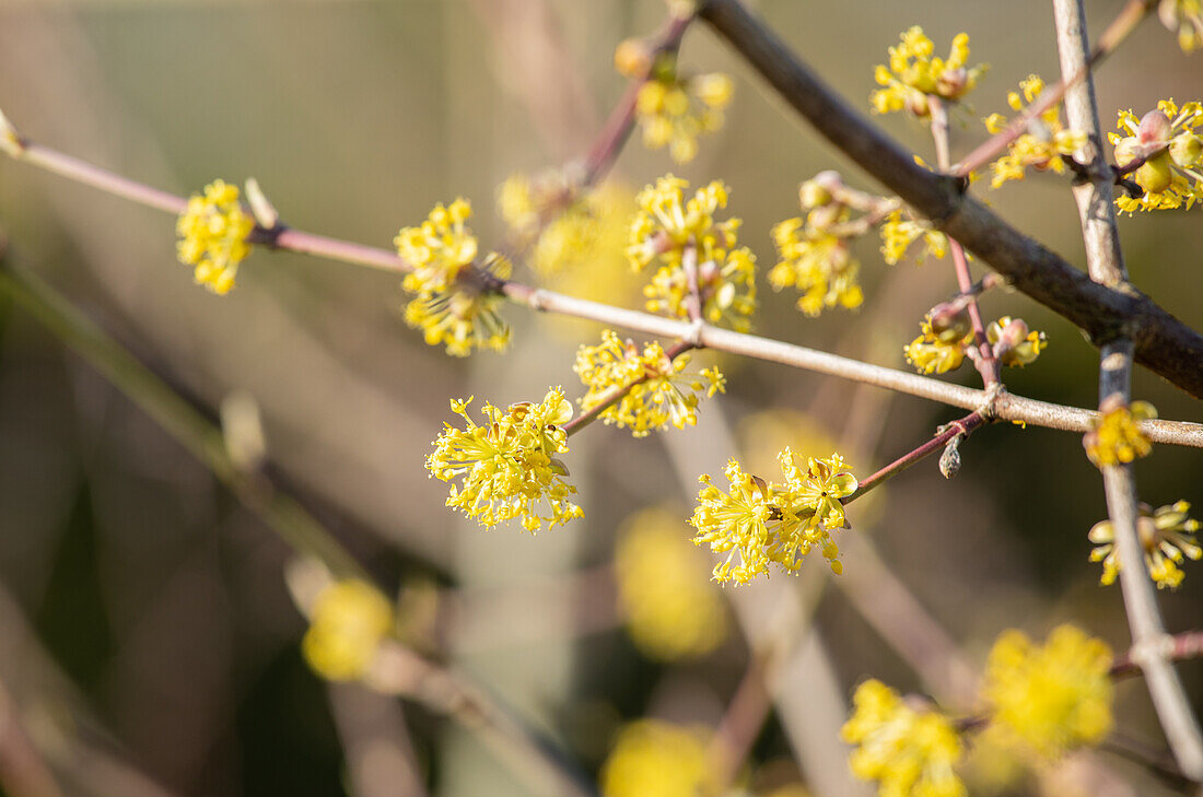 Cornus mas