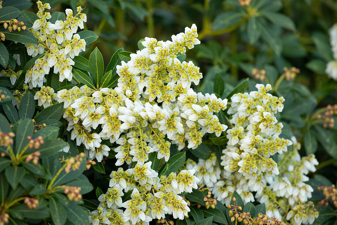 Pieris japonica