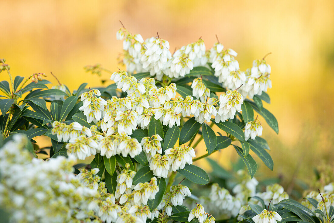 Pieris japonica