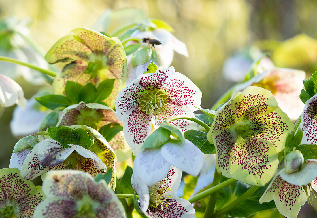 Helleborus Hybride 'Spring Promise Conny'