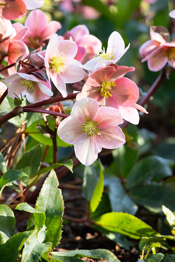 Helleborus Hybride 'HGC® Pink Frost'