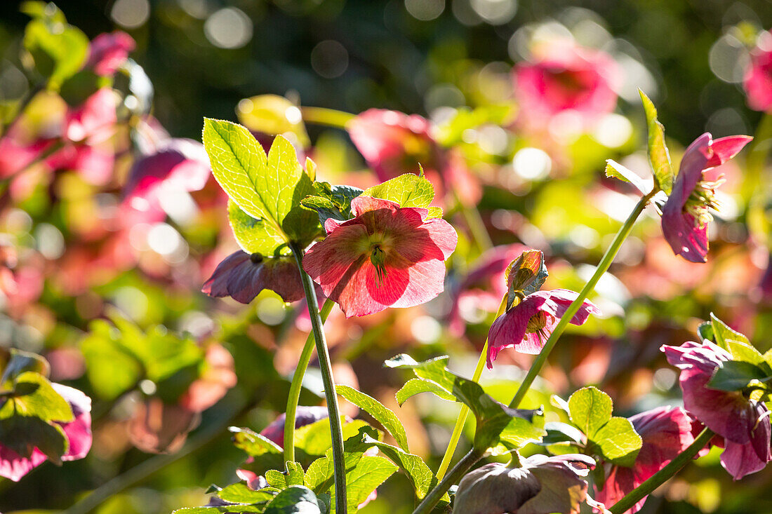 Helleborus Hybride 'Spring Promise Bridget'