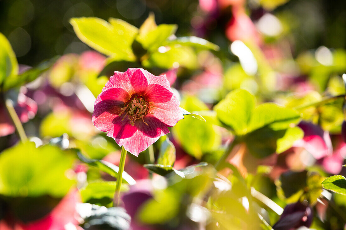 Helleborus Hybride ,Spring Promise Bridget'