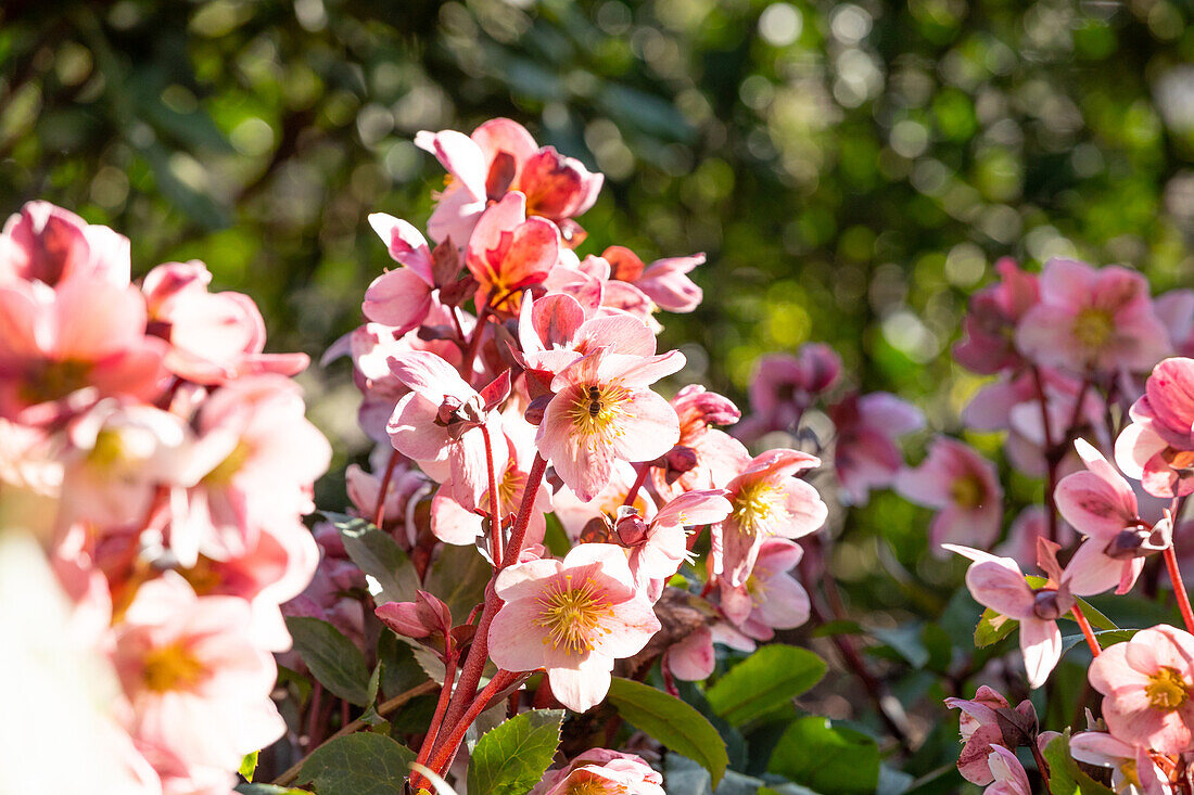 Helleborus Hybride 'HGC® Pink Frost'