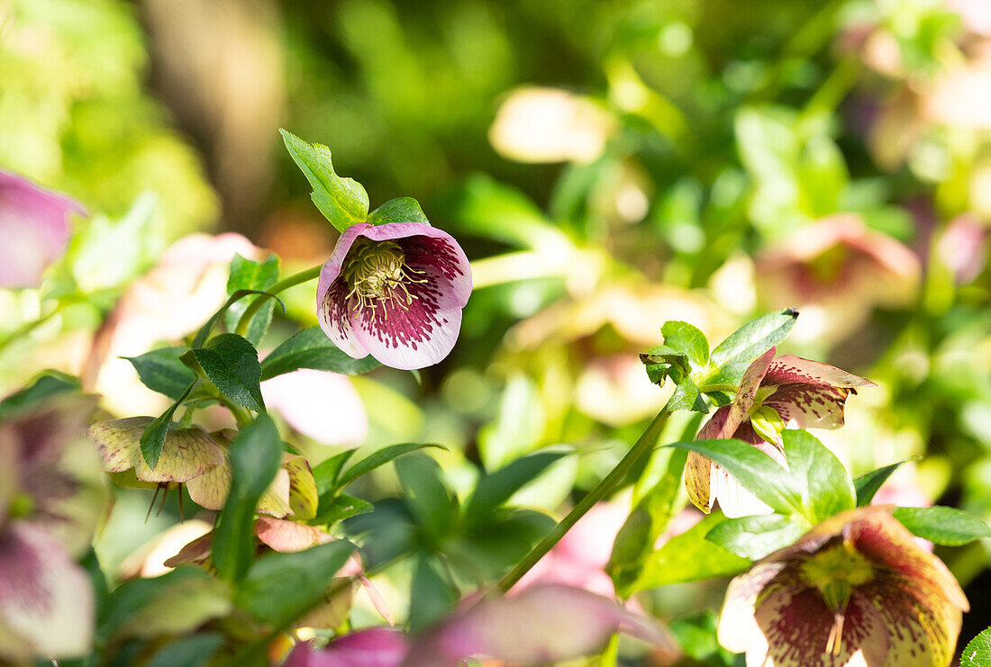 Helleborus Hybride 'Spring Promise Charlotte'