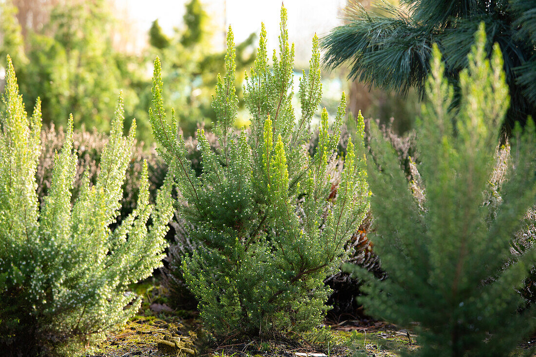 Erica x veitchii 'Gold Tips'