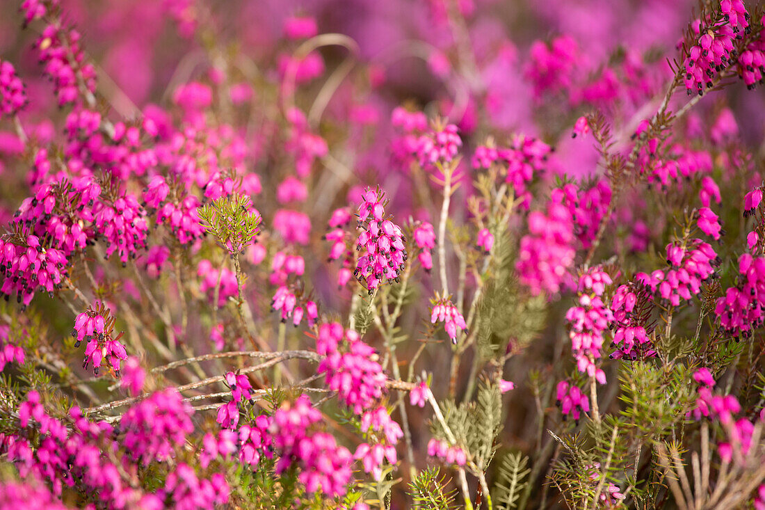 Erica carnea 'Swantje'