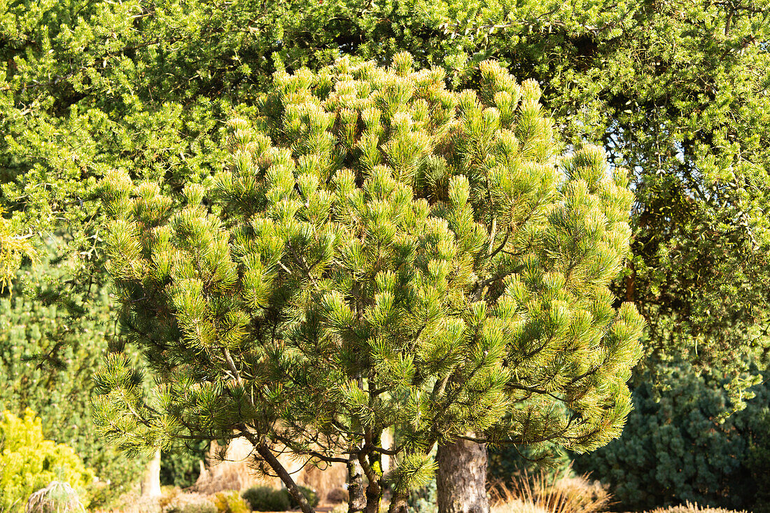 Pinus heldreichii 'Aureospicata Nana'