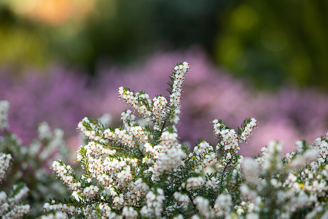 Erica darleyensis 'Silberschmelze'