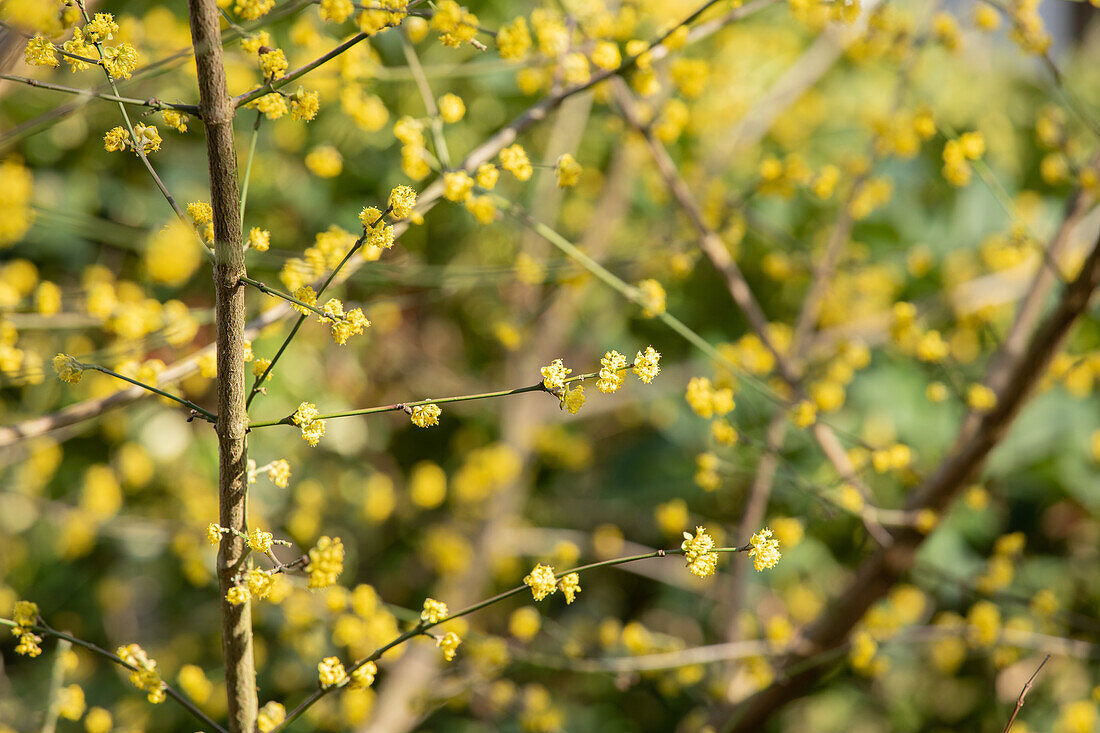 Cornus mas