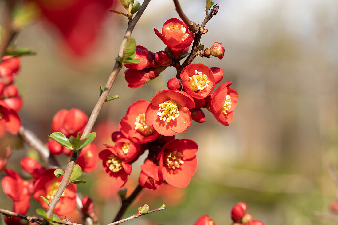 Chaenomeles japonica