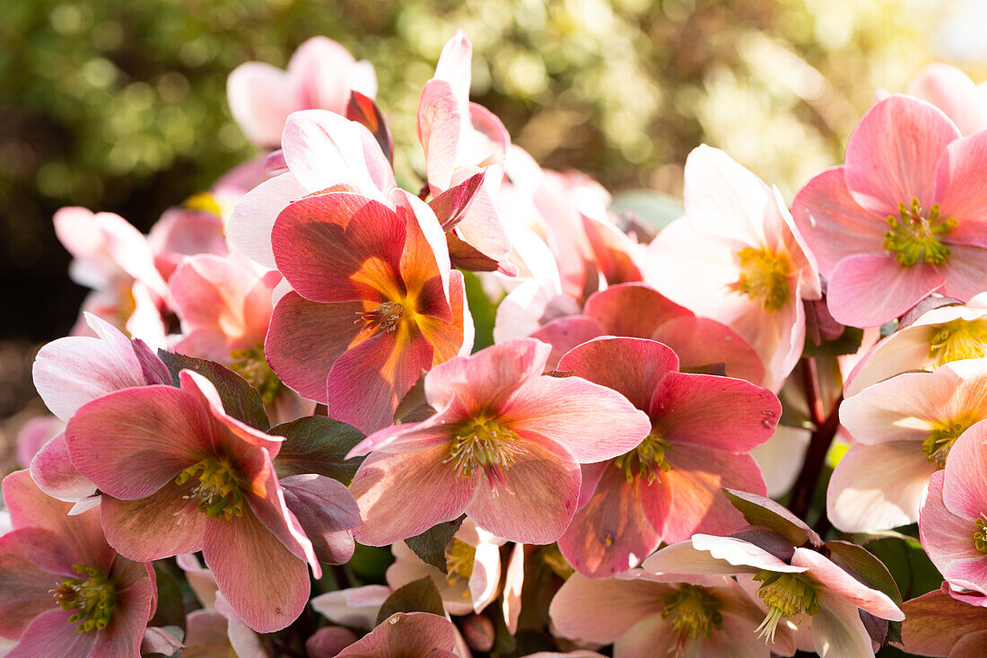 Helleborus Hybride 'HGC® Pink Frost'