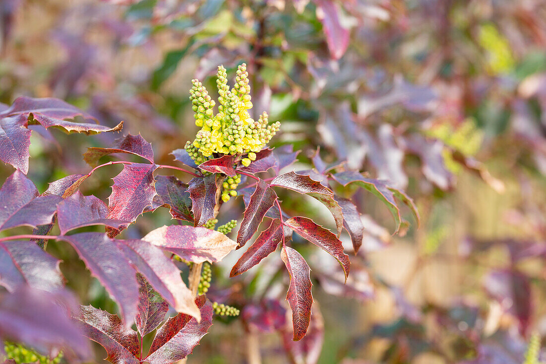 Mahonia aquifolium 'Atropurpurea'