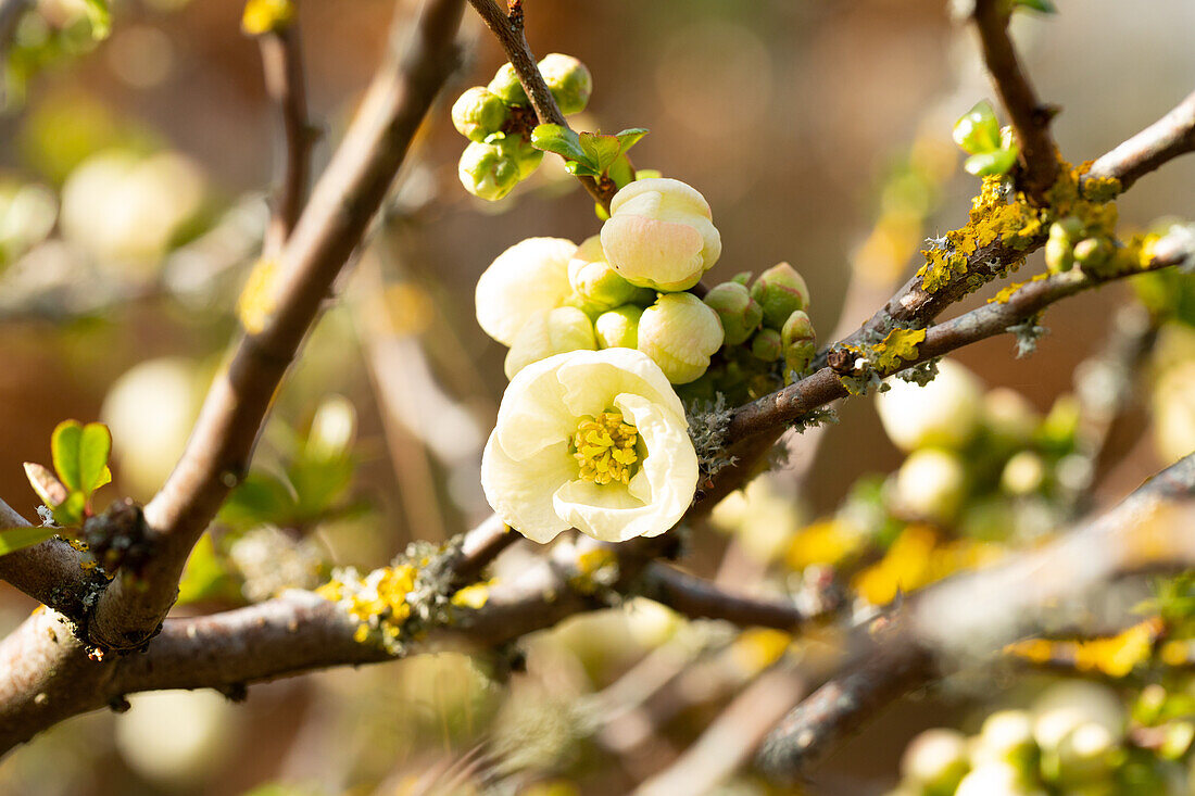 Chaenomeles x superba 'Jet Trail'