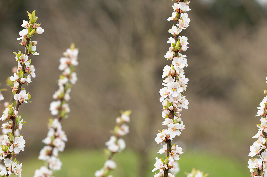 Prunus incisa