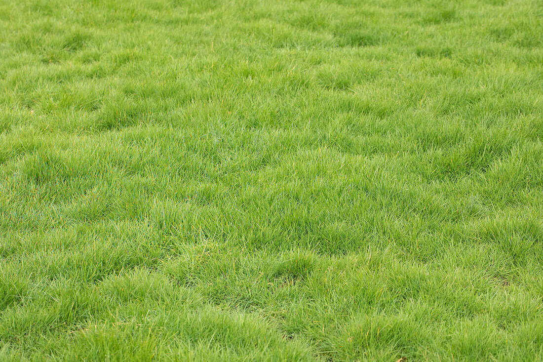 Lawn