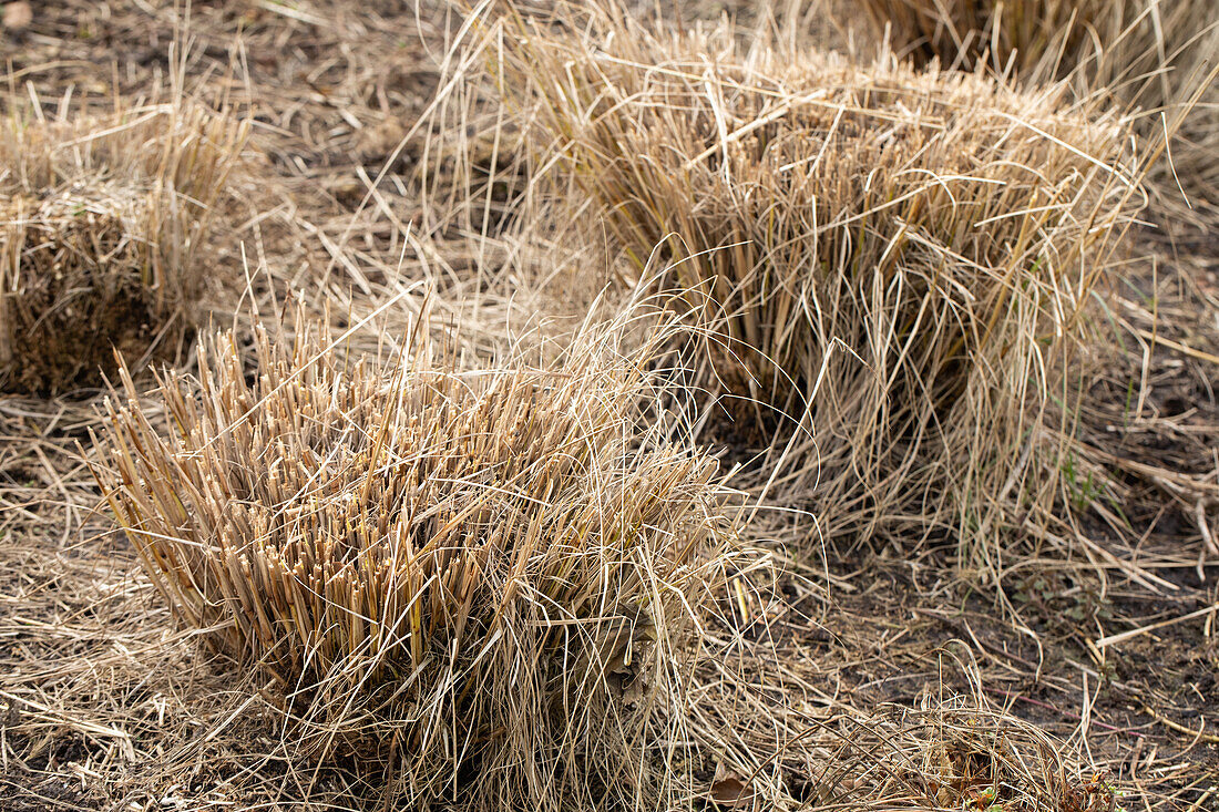 Grass cutting