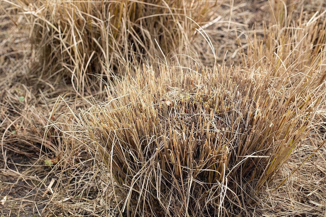 Grass cutting