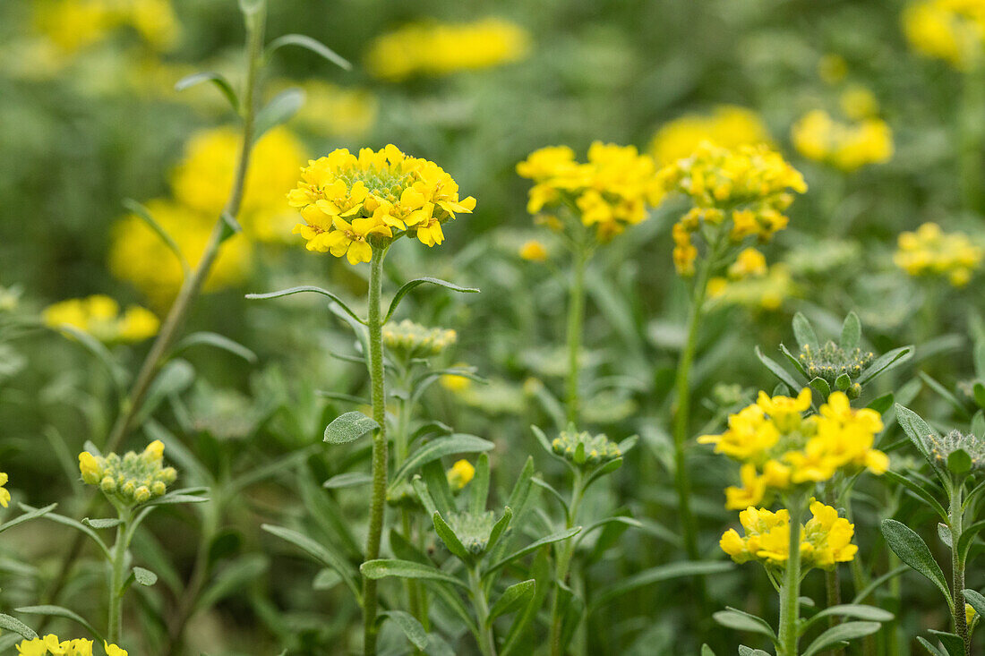 Alyssum montanum 'Berggold'