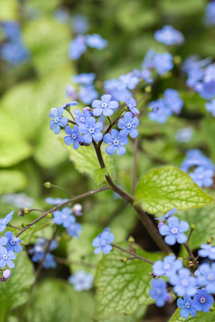 Brunnera macrophylla 'Alexander´s Great'