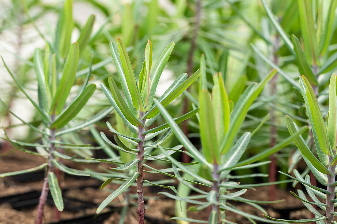 Euphorbia lathyris