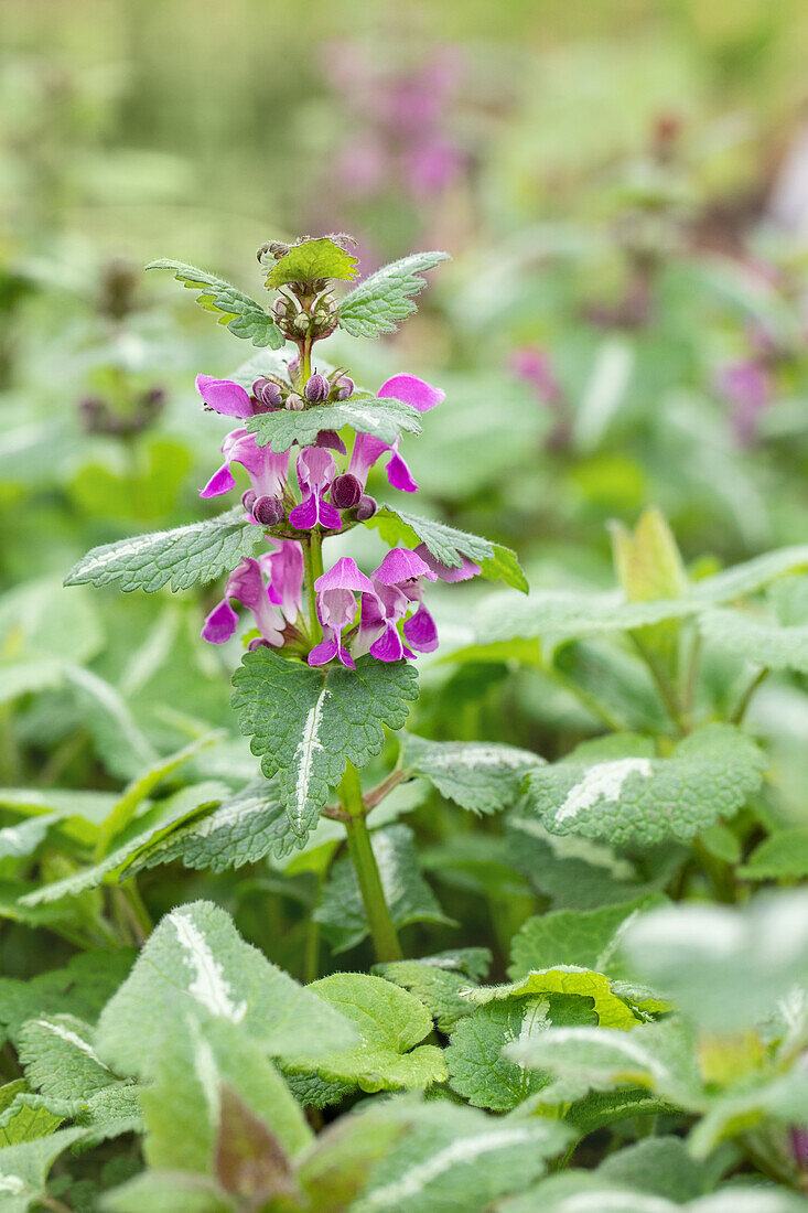 Lamium maculatum 'Chequers'