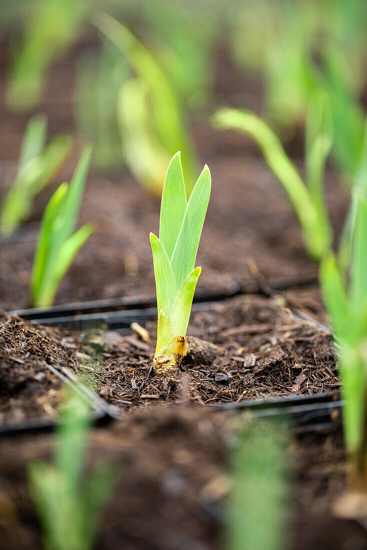 Iris barbata-nana 'Little Shadow'