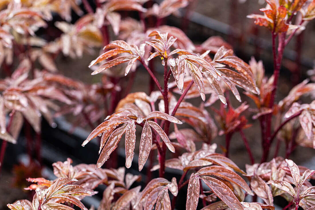 Paeonia lactiflora 'Karl Rosenfield'