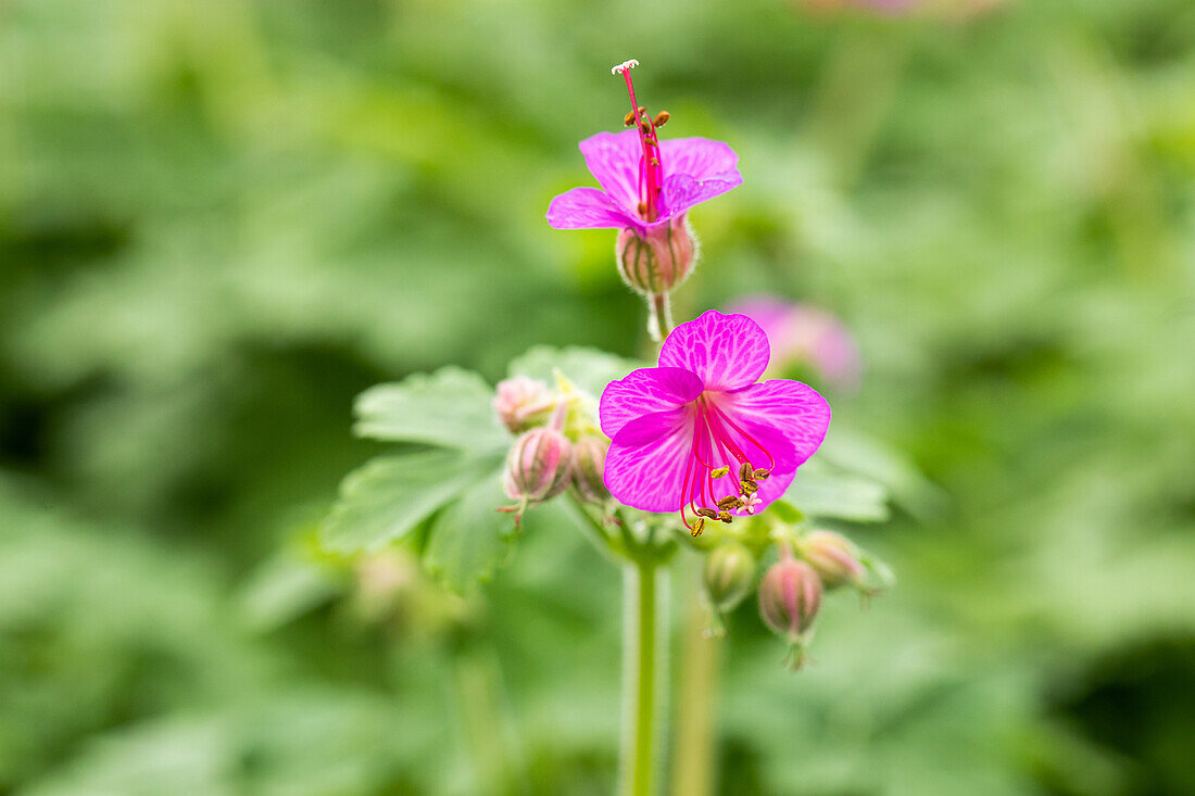 Geranium macrorrhizum