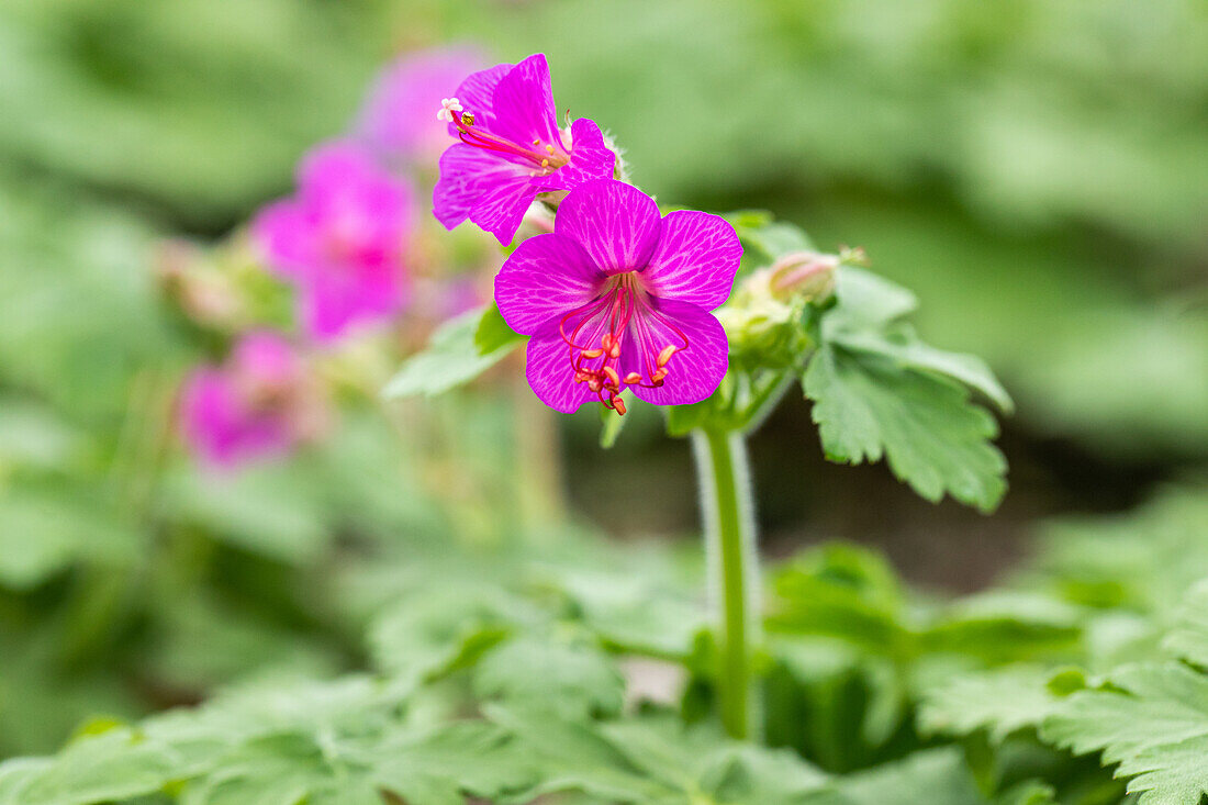 Geranium macrorrhizum