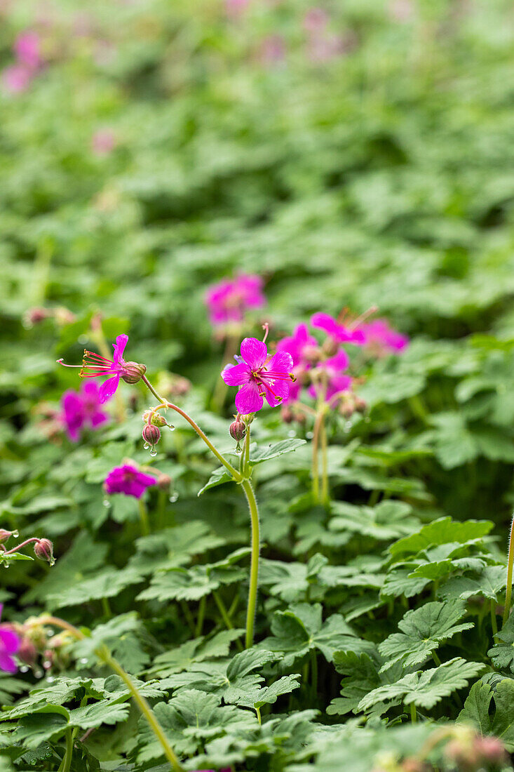 Geranium macrorrhizum 'Czakor'