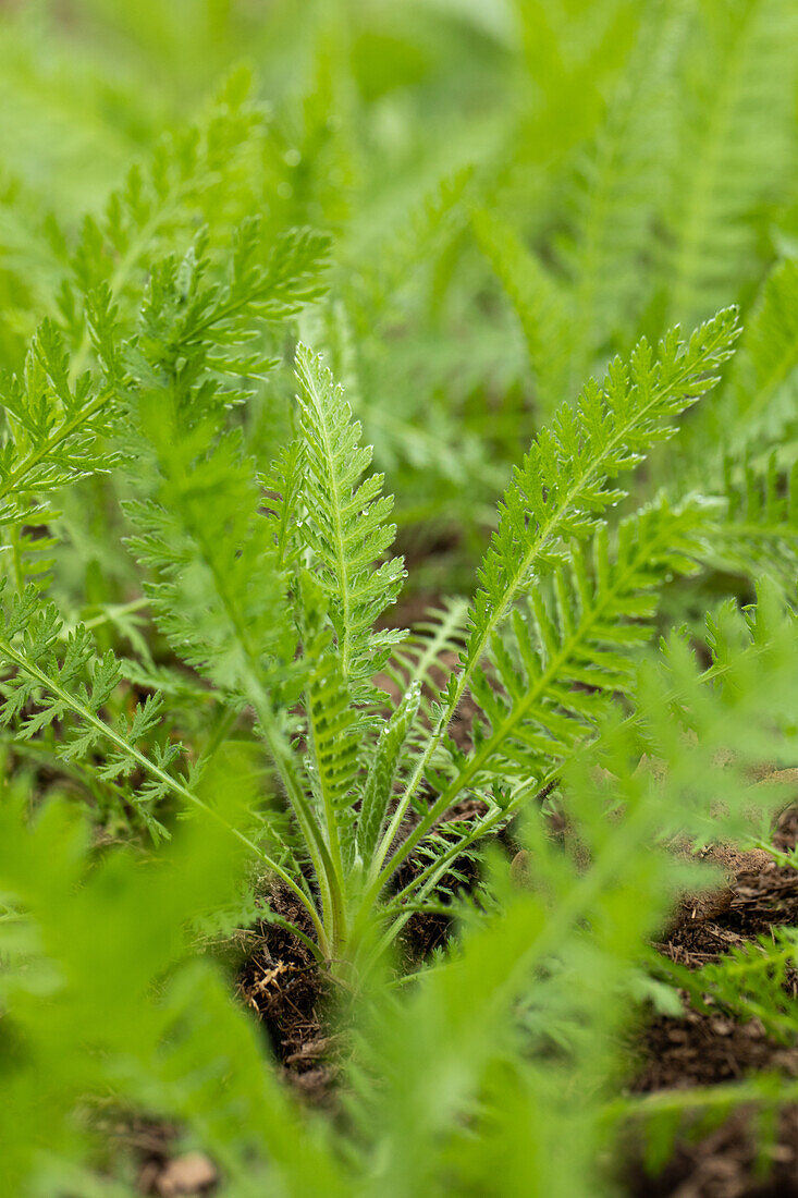 Achillea filipendulina 'Coronation Gold'