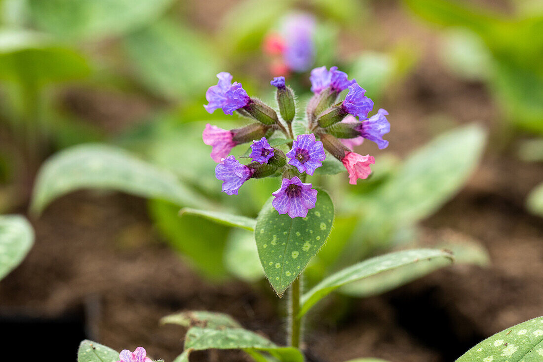 Pulmonaria saccharata 'Mrs Moon'