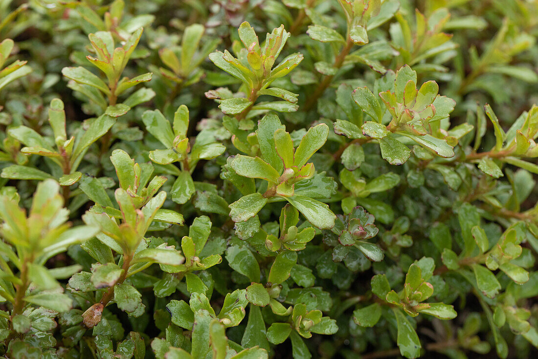 Sedum floriferum 'Weihenstephaner Gold'