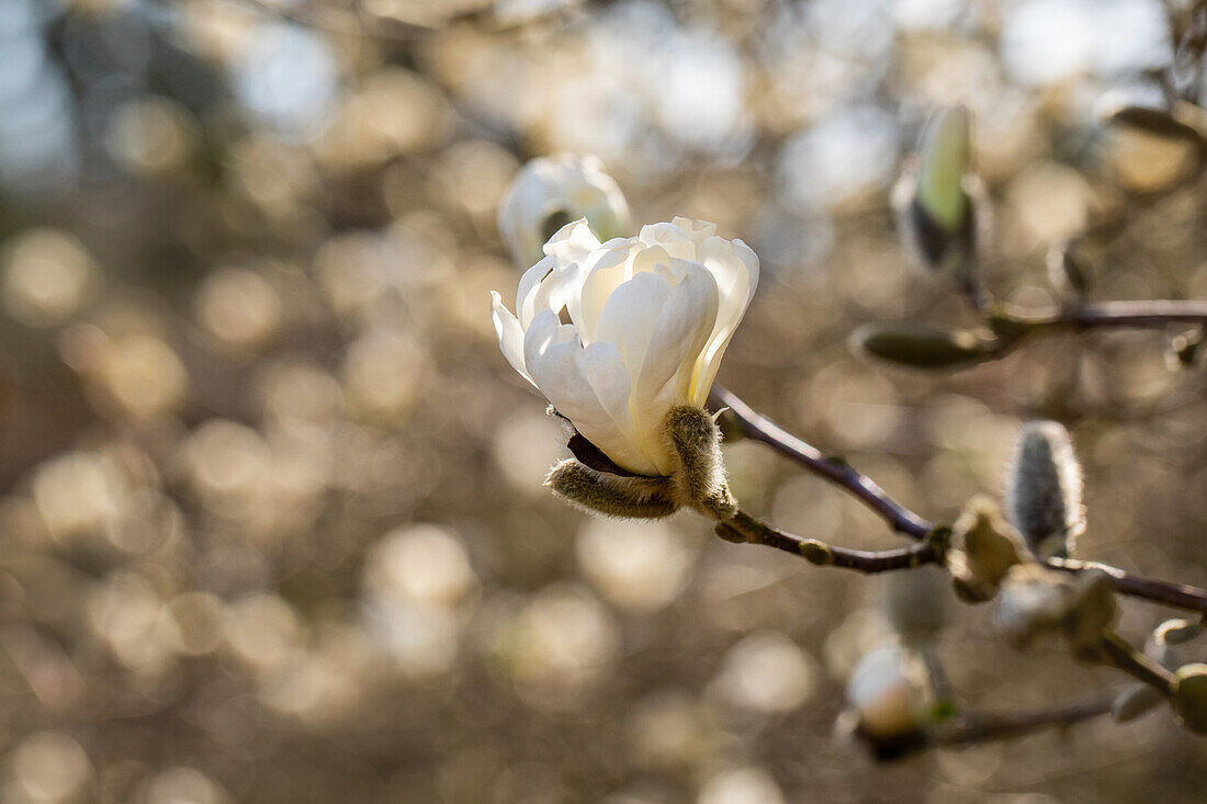 Magnolia stellata