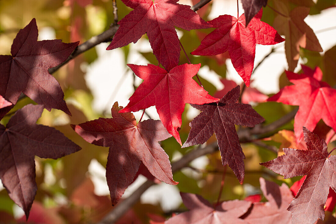 Liquidambar styraciflua