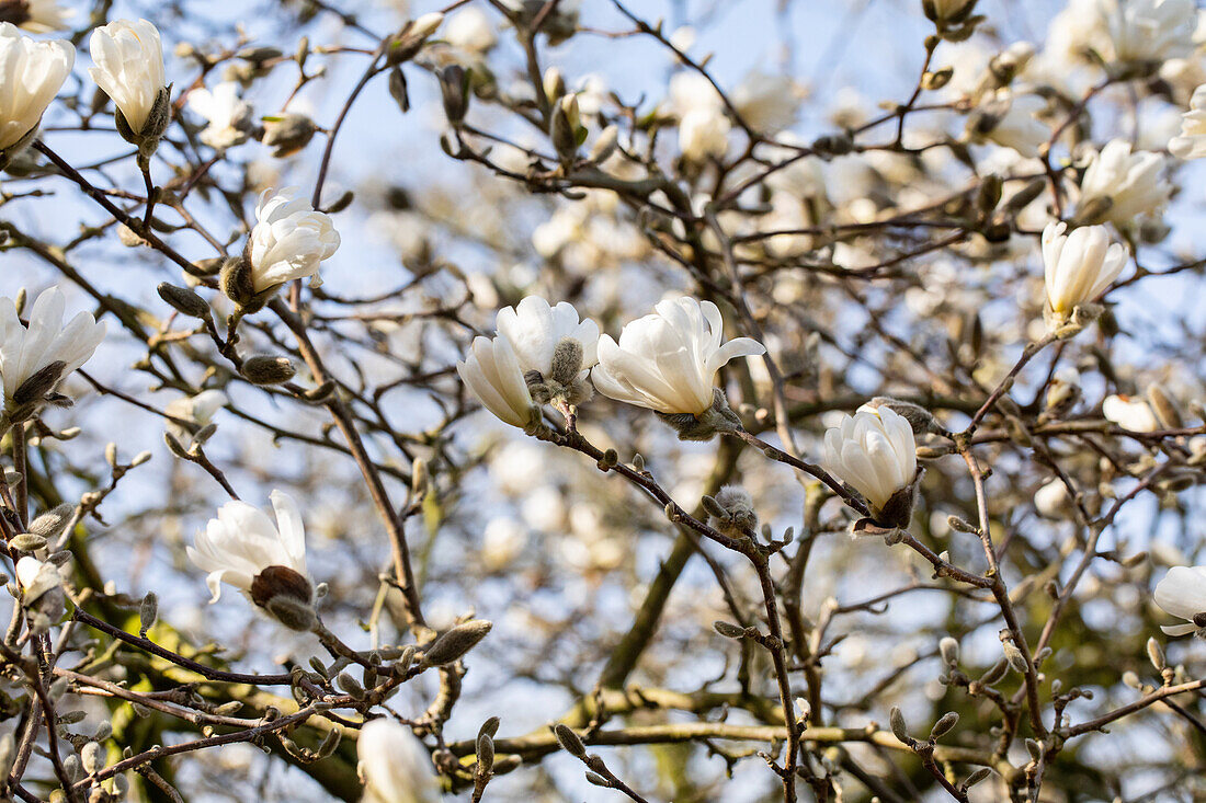 Magnolia stellata