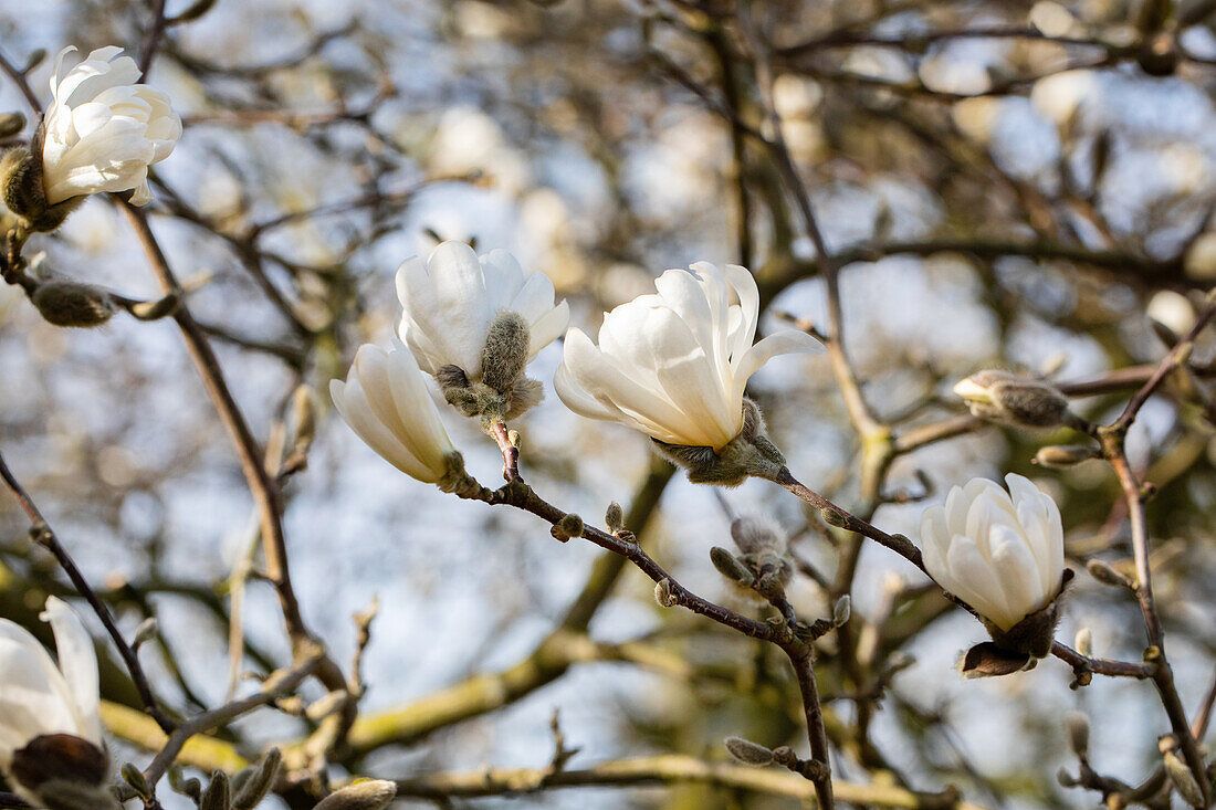 Magnolia stellata