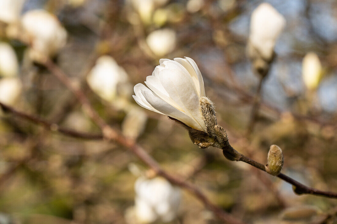 Magnolia stellata