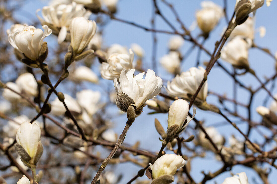 Magnolia stellata