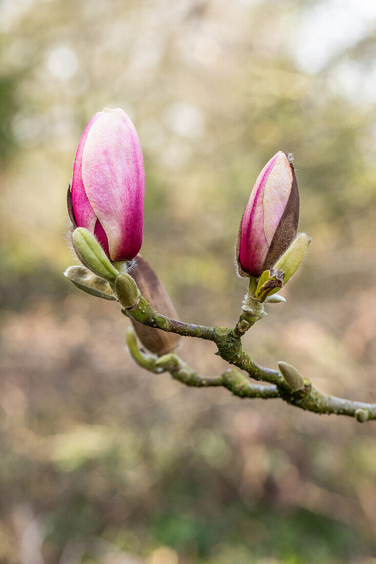 Magnolia x soulangiana 'Laura'