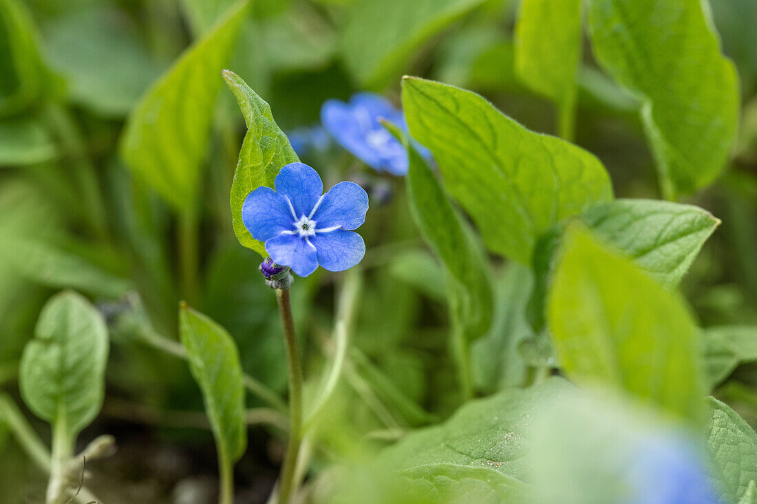 Omphalodes verna