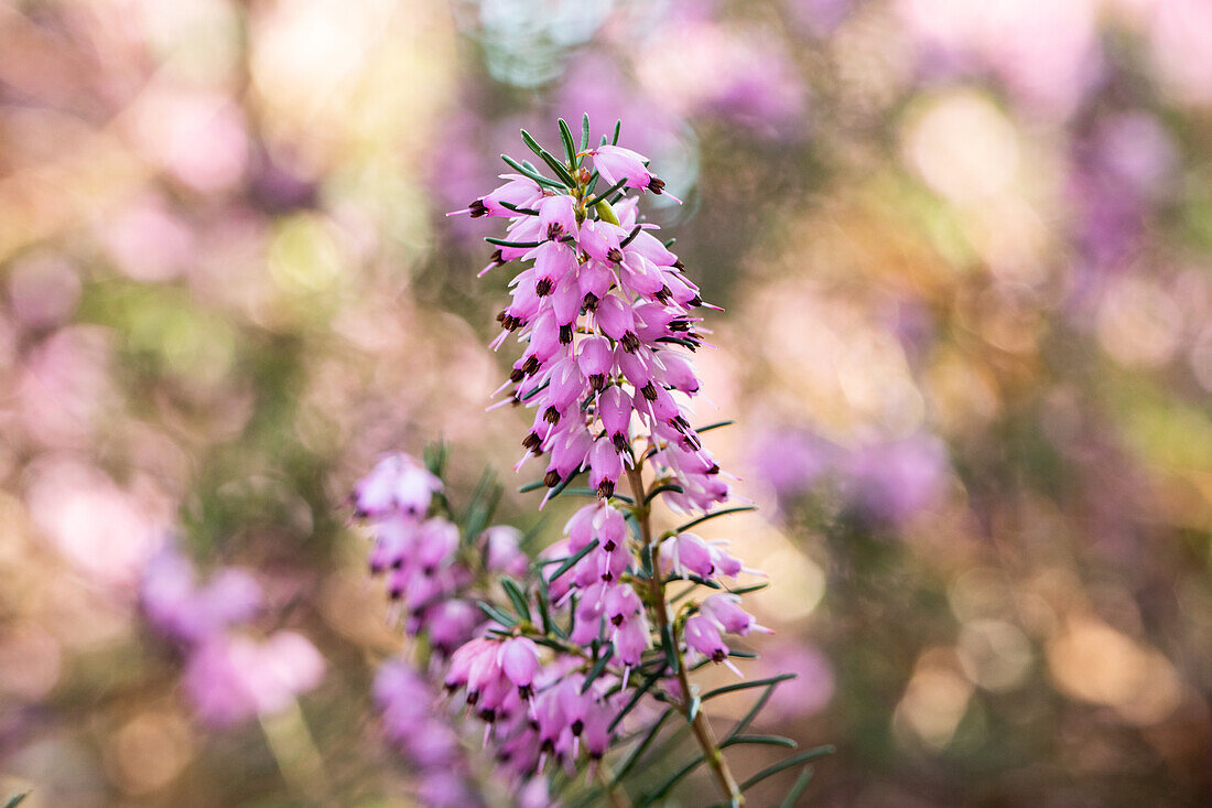 Erica darleyensis 'Darley Dale'